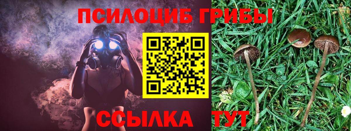 Строитель  Галлюциногенные грибы Psilocybine cubensis  Вход с VPN 